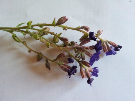 Buglossa (Anchusa hybrida)